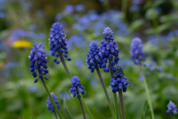 A muscari armeniacum flower or commonly known as grape hyacinth in spring garden, selective focus.