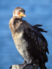 Reed Cormorant Looking Over Shoulder