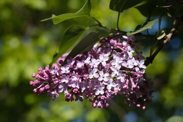 lilac flowers in the garden