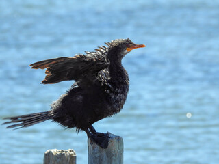 Reed Cormorant Drying Wings