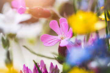 Beautiful colorful and fresh spring flower, clove, close up
