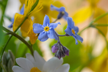 Beautiful colorful and fresh spring flower, forget me not, close up