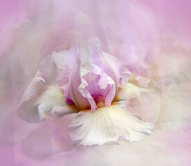 pink iris - a beautiful garden flower in summer