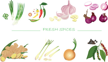 Fresh spices vector set illustration isolated on white background. Green onion. Garlic. Ginger. Lemongrass. Onion. Shallot. Peppercorn. Chilli. Cartoon style. Spices and herbs vector set.
