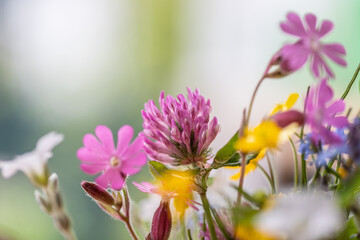 Beautiful colorful and fresh spring flower, clover, close up