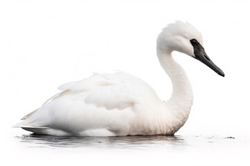 white swan on the white background
