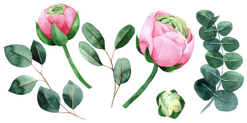watercolor drawing. set of rose, peony and eucalyptus leaves flowers. pink flowers and green leaves on white background