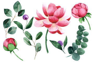 watercolor drawing. set of rose, peony and eucalyptus leaves flowers. pink flowers and green leaves on white background