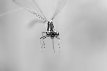 ważka, owad © RobertM