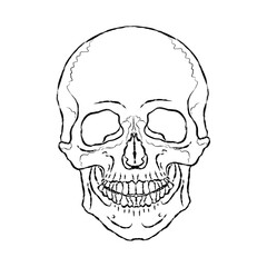 Human skull. Outline drawing. Element for design