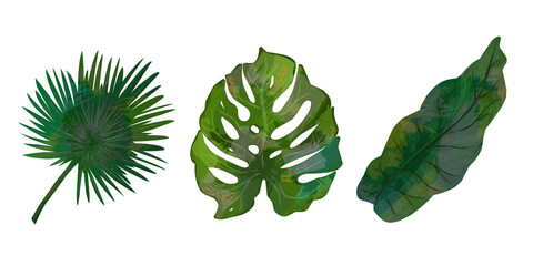 Set of tropical leaves, leaves with texture,. Elements for design	
