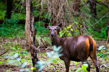 Sambar Deer