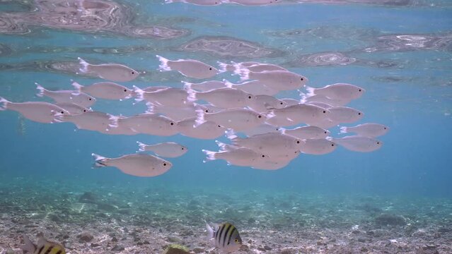 School of Barred flagtail, Fiveband flagtail or Five-bar flagtail (Kuhlia mugil) floats in blue water on bright sunny day in sunbeams, Slow motion