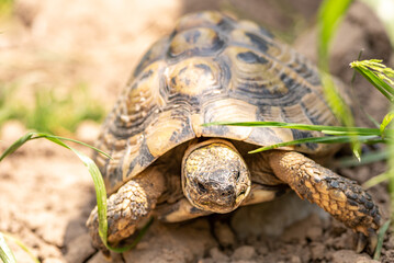 Grichchin's tortoise outside in the green. Latin name - testudo hermanni