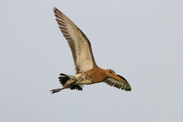 Godwit
