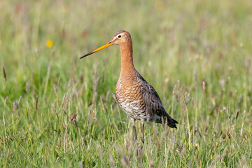 Godwit