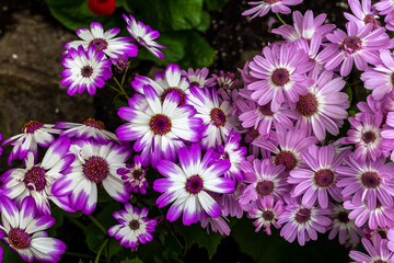 Fototapeta premium Butchart Gardens in Victoria BC Canada