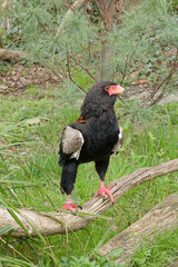 Beautiful bird of prey butler jester (Terathopius ecaudatus)
