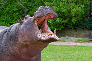 Hippopotamus with open mouth close-up.