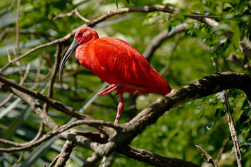 scarlet ibis bird