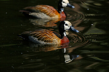 White faced whistling duck in the water