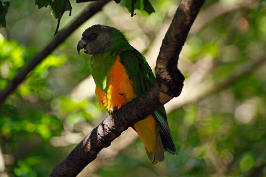 Senegal parot