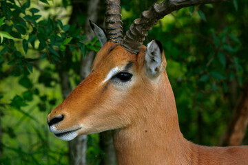 impala antelope in kruger national park