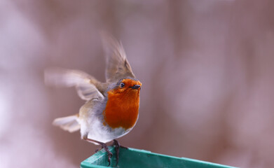 Fototapeta premium The robin keeps its balance by flapping its wings,
