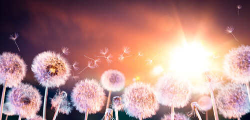 Field Of Dandelions At Sunset With Flying Seeds - Freedom And Allergy Season Concept