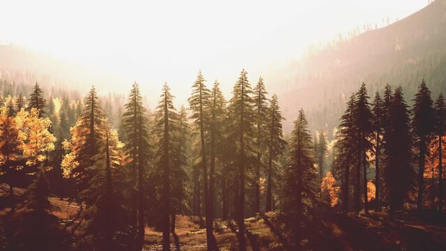 Sunrise sunlight through tree in mountains