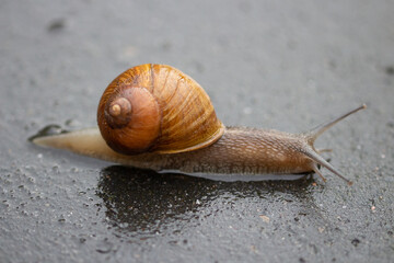 snail