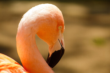 close up of a flamingo