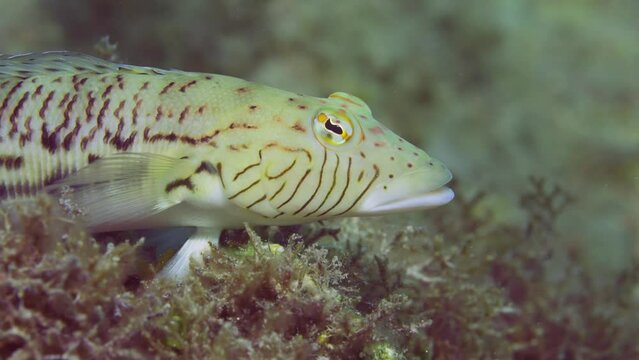 Close up portrait of Speckled Sandperch or Blacktail grubfish (Parapercis hexophtalma) lies on stone covered with brown algae at evening time on sunset sunrays, slow motion