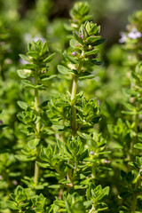 Thym citron