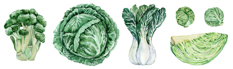 Fototapeta premium Watercolor green vegetables set. Fresh healthy organic food background. Cabbage, cauliflower, broccoli, zucchini, cucumber Agriculture, local farm market, diet, cooking illustration, menu design