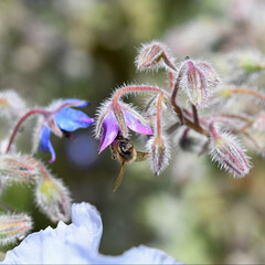 un'ape sulla borraggine