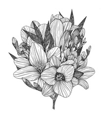 Freesia. A bouquet of freesia flowers and twigs. Flower arrangement. Hand-drawn. Graphics. Engraving