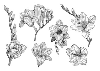 Freesia. Collection of floral elements. Hand-drawn. Graphics. Engraving	
