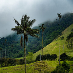 Typical Colombian landscape surrounded by nature and palm trees. wax palm