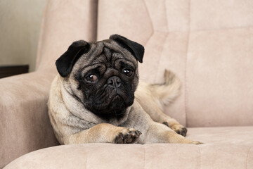 A funny one-year-old pug lies on a light beige sofa, a place for text. Purebred small dogs, pet...