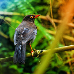 Beautiful and small bird typical of Colombia