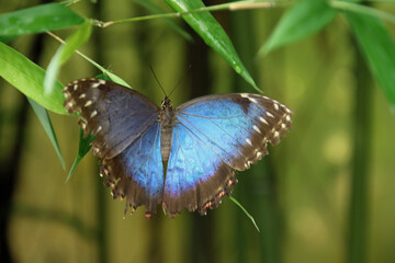 Blue butterfly