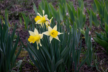 Narcissus (Narcissus), a beautiful yellow flower