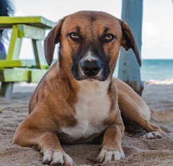 Stray dog on beach relaxing and laying on sand