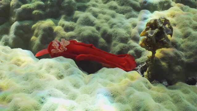 Bright red Sea Slug craws on coral reef in sunrays on daytime. Spanish Dancer Nudibranch (Hexabranchus sanguineus) crawling on hard coral in bright sunlight, Close up, Slow motion