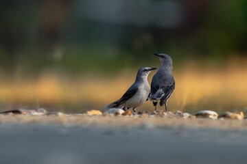 Tropical Mockingbirds standing together