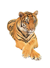 Tiger on transparent background	