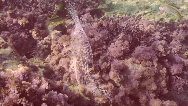 Discarded kitchen plastic storage net shopping lies on coral reef covered with red algae. Plastic mesh bag on red seaweed. Top view, Slow motion. Plastic pollution of the ocean.