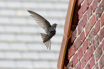 Common swift arriving at entrance hole