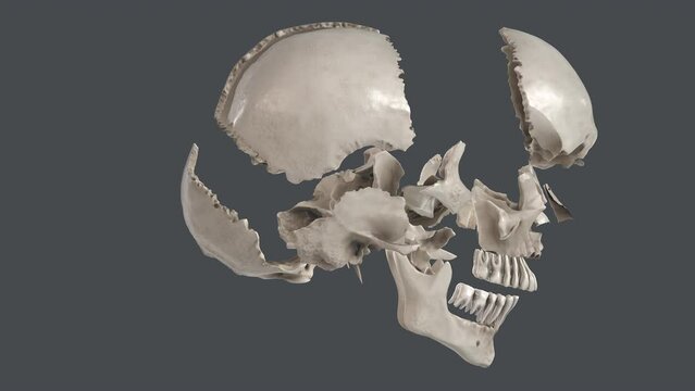 Anatomically correct image of all bones of the human skull side front bottom view 3d render animation